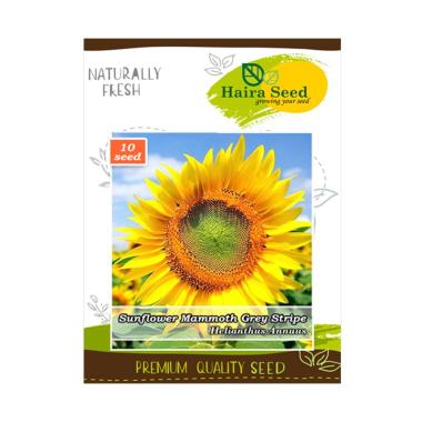 Haira Seed Bunga Matahari Mammoth Grey Stripe Bibit Tanaman