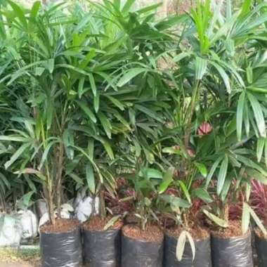 Joeluqmany Bibit Pohon Palem Regu
