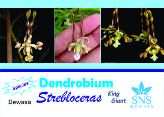 Dendrobium Strebloceras Dewasa Siap Bunga Anggrek Dendro Spesi Maluku Species Unik Speci Wangi