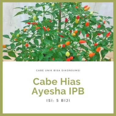 Benihpedia Benih Cabe Hias AYESHA IPB