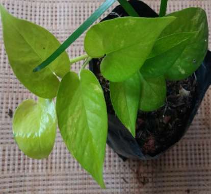 TANAMAN SIRIH LEMON VARIGATA / VARIEGATA