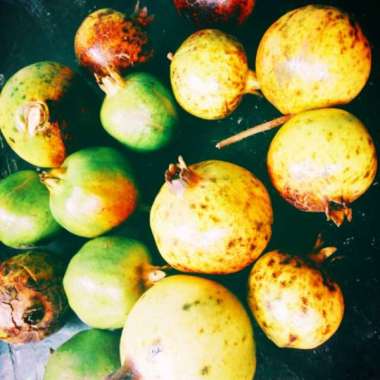 Buah Delima Merah 1kg Lokal