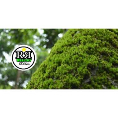 TERLARIS lumut hidup atau forest moss cover bonsai