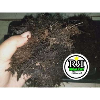 PROMO Akar kadaka media tanam angrek moss