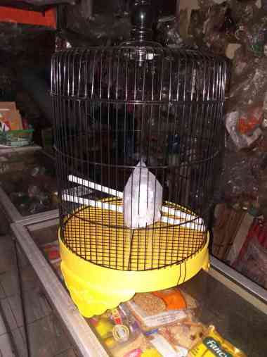 sangkar besi love bird import my best
