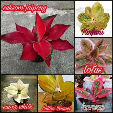 PROMO! PAKET 6 BONGGOL/BENIH AGLONEMA SUKSOM JAIPONG,SUPER