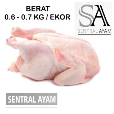 Ayam Karkas Broiler Ayam Potong Utuh Negeri 0.6 kg 6 ons Fresh Frozen FROZEN