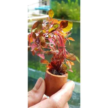 TANAMAN AQUASCAPE LUDWIGIA