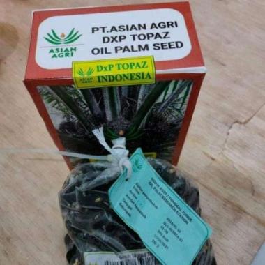 BIBIT BENIH KECAMBAH SAWIT DXP TOPAZ ASIAN AGRI SEEF