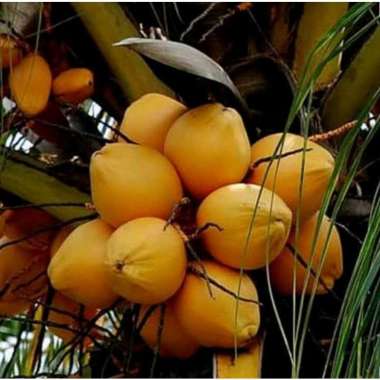 bibit kelapa gading kuning