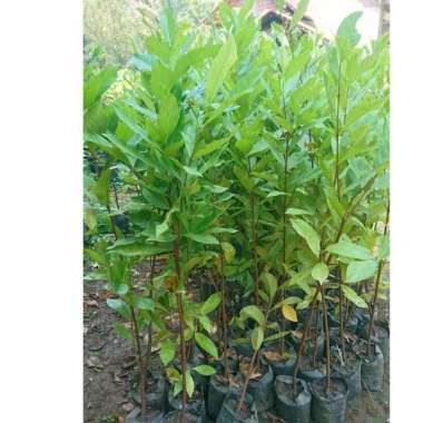 Bibit Daun Salam Bumbu Dapur Tunas bibit