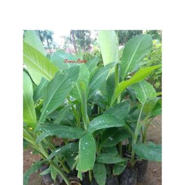 bibit pisang kepok tunas bibit murah