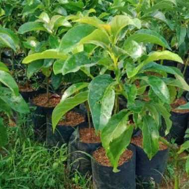 Bibit Alpukat Kendil Tunas bibit
