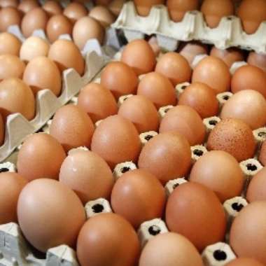 Telur Ayam Negeri/ Telur ayam fresh/ 1Pcs