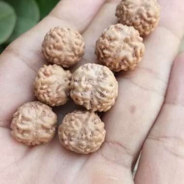 Jenitri Genitri Rudraksha Mukhi 1 Bulat