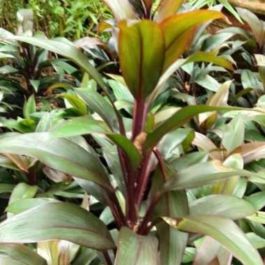 Tanaman Hias Hanjuang Mini Merah