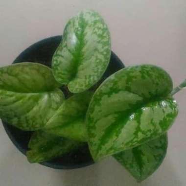 Tanaman Rambat Scindapsus Silver