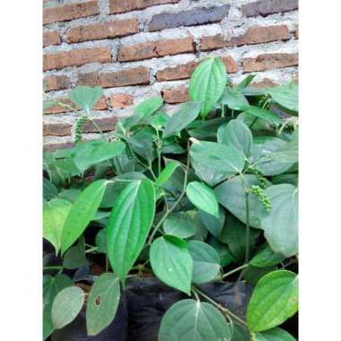 Bibit Merica bumbu dapur murah tunas bibit purworejo