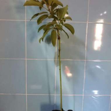 Bibit Alpukat Kendil Tunas bibit purworejo