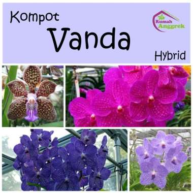 Anggrek Kompot Vanda Hybrid bibit orchid hibrida panda benih seedling biji kulwade