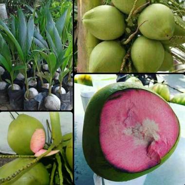 Azzahra berkah bibitku Bibit Kelapa Wulung Jawa