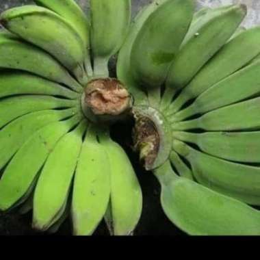 Pisang Kepok Mentah - Bahan kripik pisang