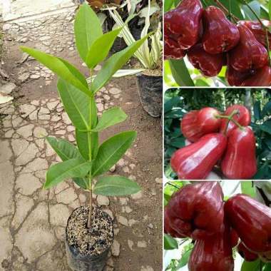Azzahra berkah bibitku Jambu Madu Merah Bibit Tanaman Indonesia