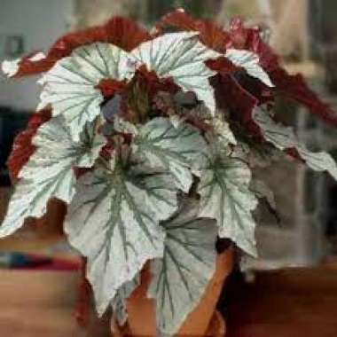 Tanaman Hias Begonia Silver Angel Wings - tanaman daun begonia