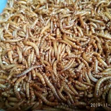 ulat hongkong pakan burung-ikan hewan