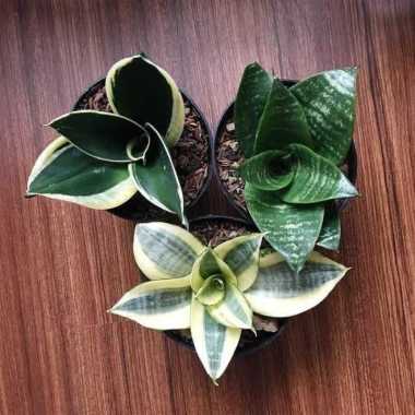 paket tanaman hias sansivera - paket tanaman hias lidah mertua mini