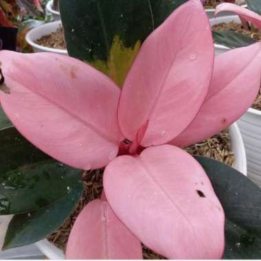 tanaman hias philodendron pink Kongo - Philo pink Kongo