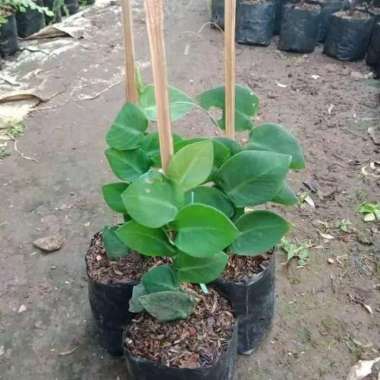 Bibit tanaman hias dolar rambat daun bersar