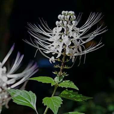 Bibit Tanaman Herbal Kumis Kucing
