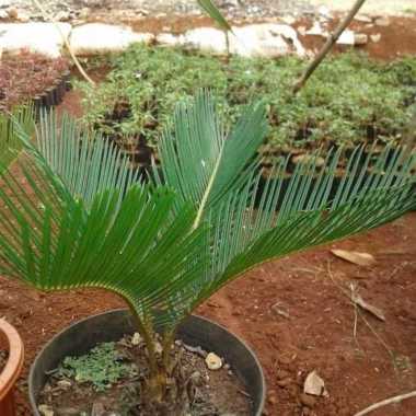 tanaman hias palem sikas - pohon sikas - bibit sikas