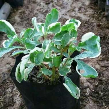 tanaman 3 paket krokot merah putih kuning - tanaman krokot