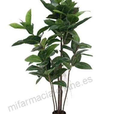 tanaman hias beringin karet kebo/pohon karet kebo/ukuran 1meter