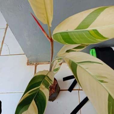 Tanaman Hias Heliconia Varigata - Pisang Pisangan Varigata