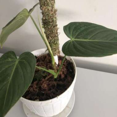 Philodendron Glorious atau Gloriousum x Melano