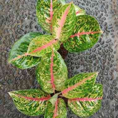 tanaman hias aglonema bigpapa - aglonema big papa - aglaonema