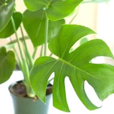 Monstera | tanaman hias bibit Monstera Deliciosa | bibit