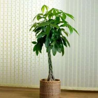 tanaman hias pacira/pacira kepang 3