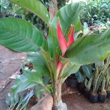 tanaman hias heliconia - pisang pisangan bali - heliconia mini