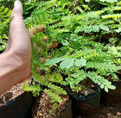 Pohon Flamboyan - Tanaman Hias Flamboyan