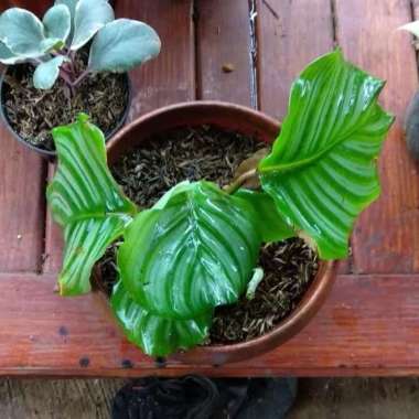 Tanaman Hias Calathea Orbifolia - Calatea Orbi