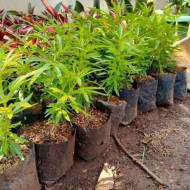 Tanaman Jodia//Tanaman Pengusir Nyamuk.