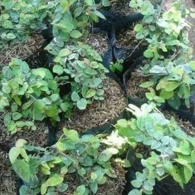 Tanaman hias dolar kecil - Tanaman rambat tembok