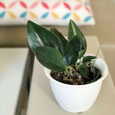 tanaman hias philodendron scindapsus treubii black murah