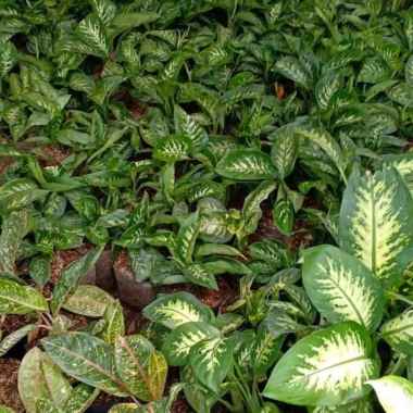 Tanaman Blanceng Zebra - Tanaman Indoor