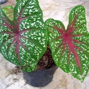 tanaman hias keladi red star - caladium merah