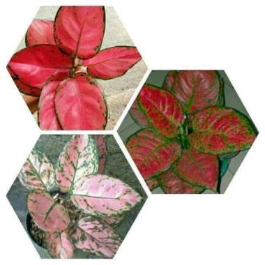 jual Paket 3 Bibit Bunga Aglonema